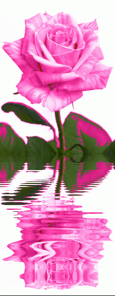 Rosa maravilha em reflexão
